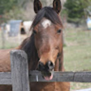 Meet your Posher, Jac